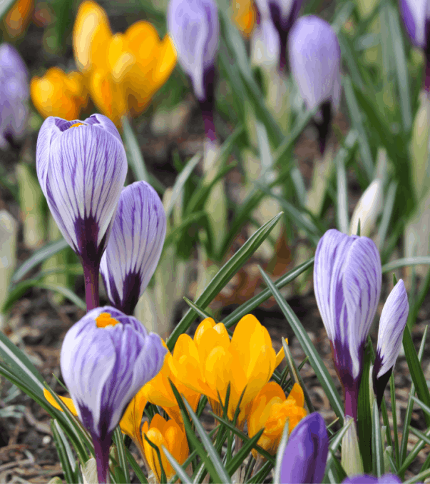 Crocus